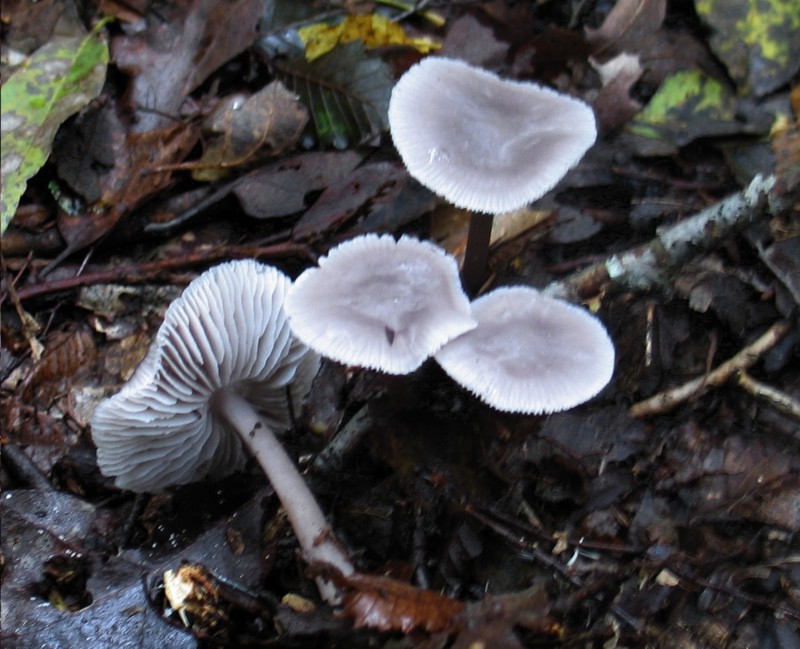 From Istria with love II